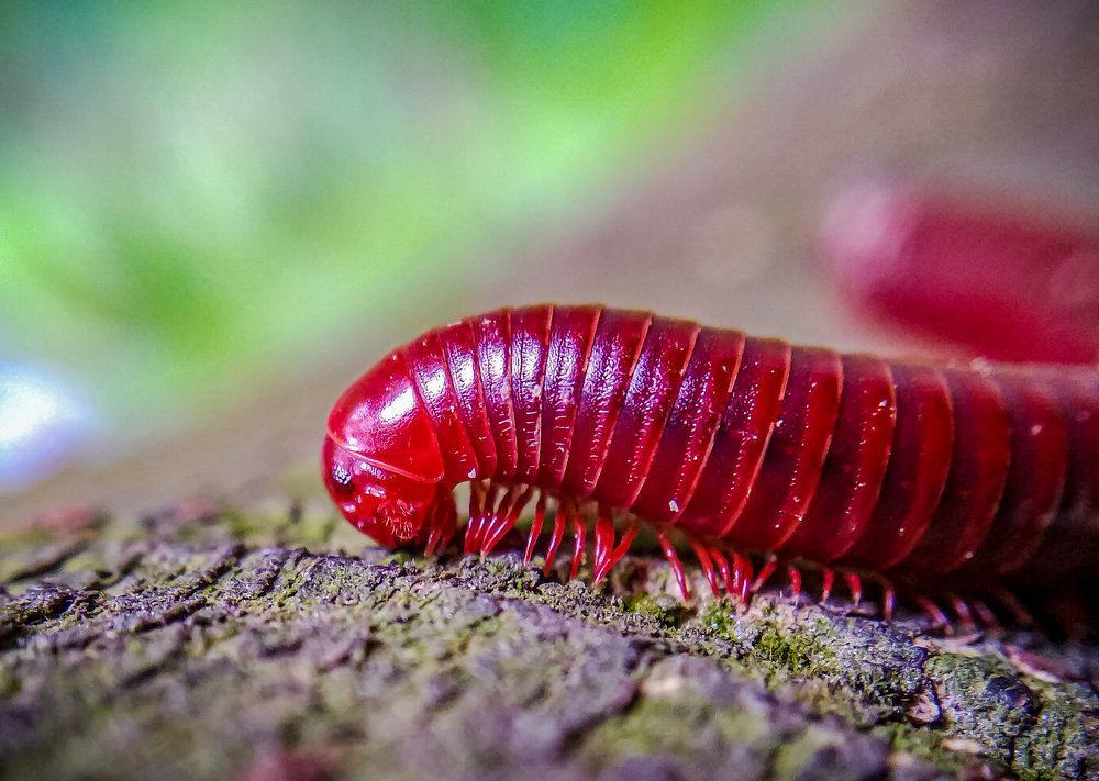 Photograph by Ranjit Mondal