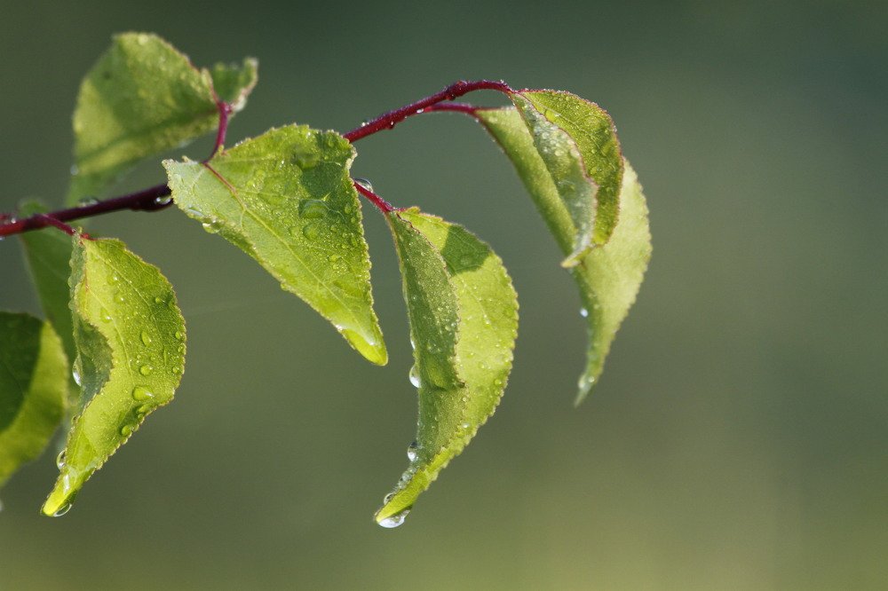 Photograph by Ірина Шандрук