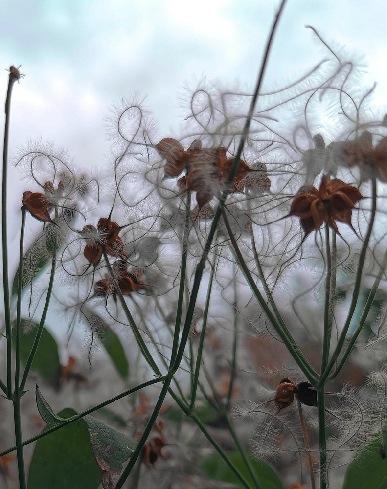 Нежность. Лёгкость. Кудряшки
