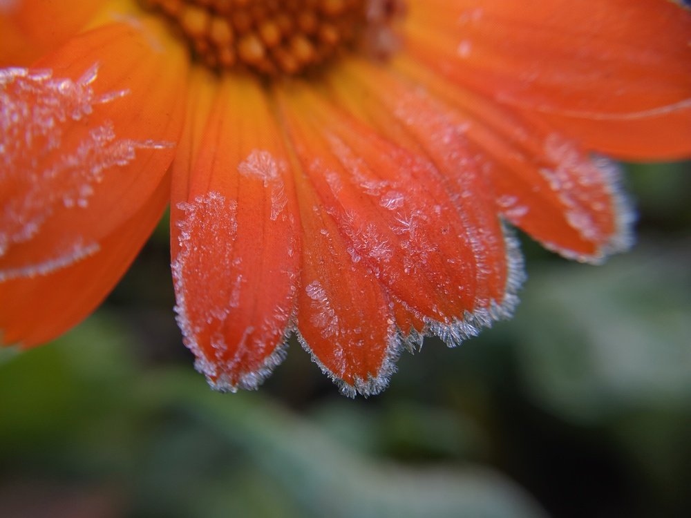 Оранжевое настроение