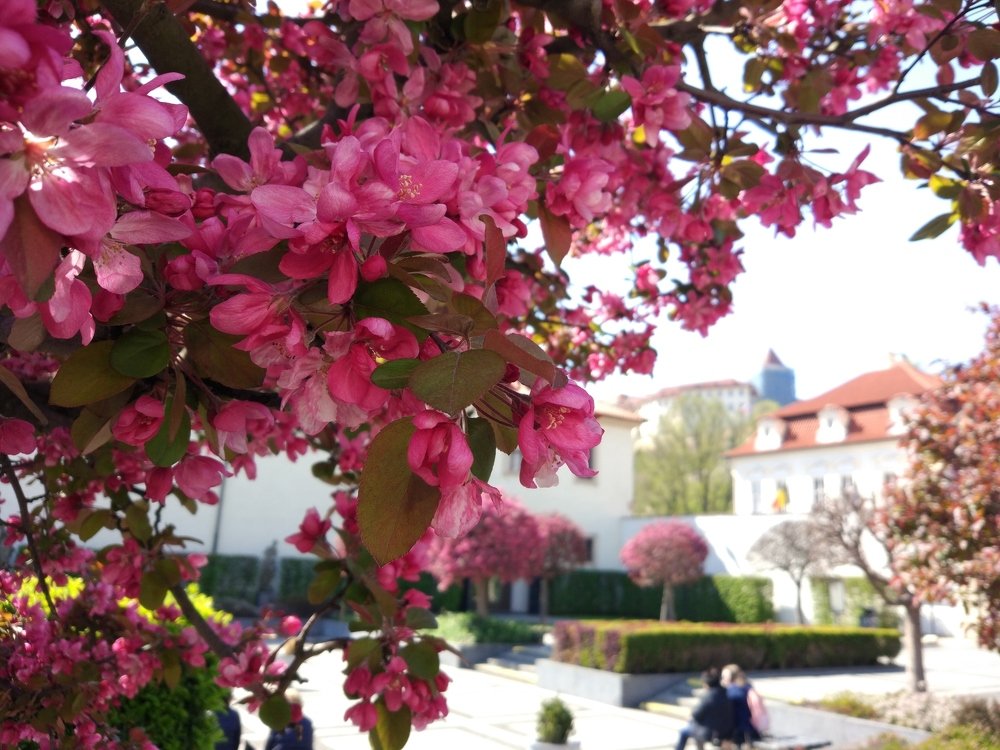 Прага в цвету