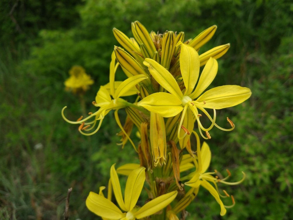 Весна в горах