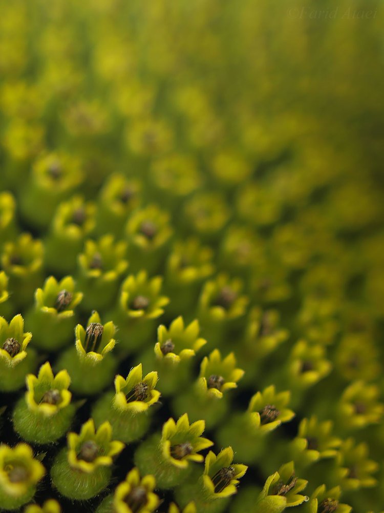 Photograph by Farid Ataei