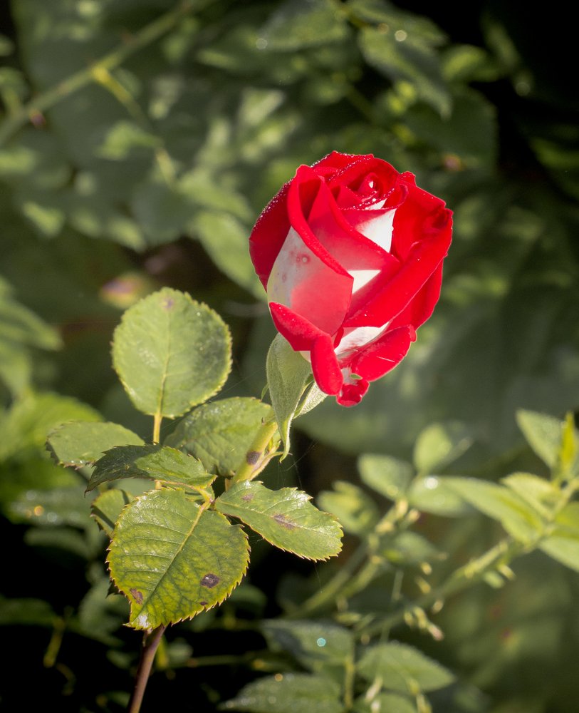 Photograph by Елена Кулакова