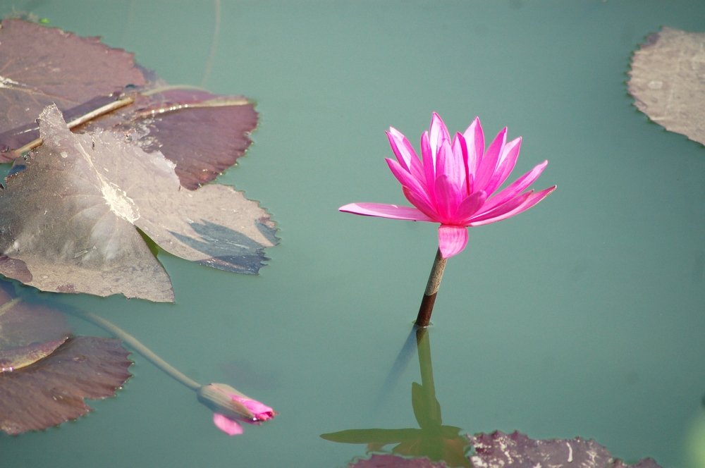 Photograph by Baizid Mahmud