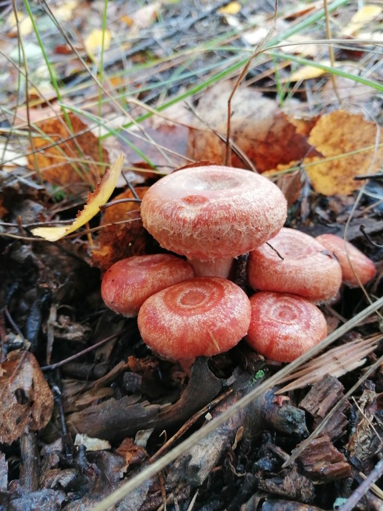 Photograph by Елена