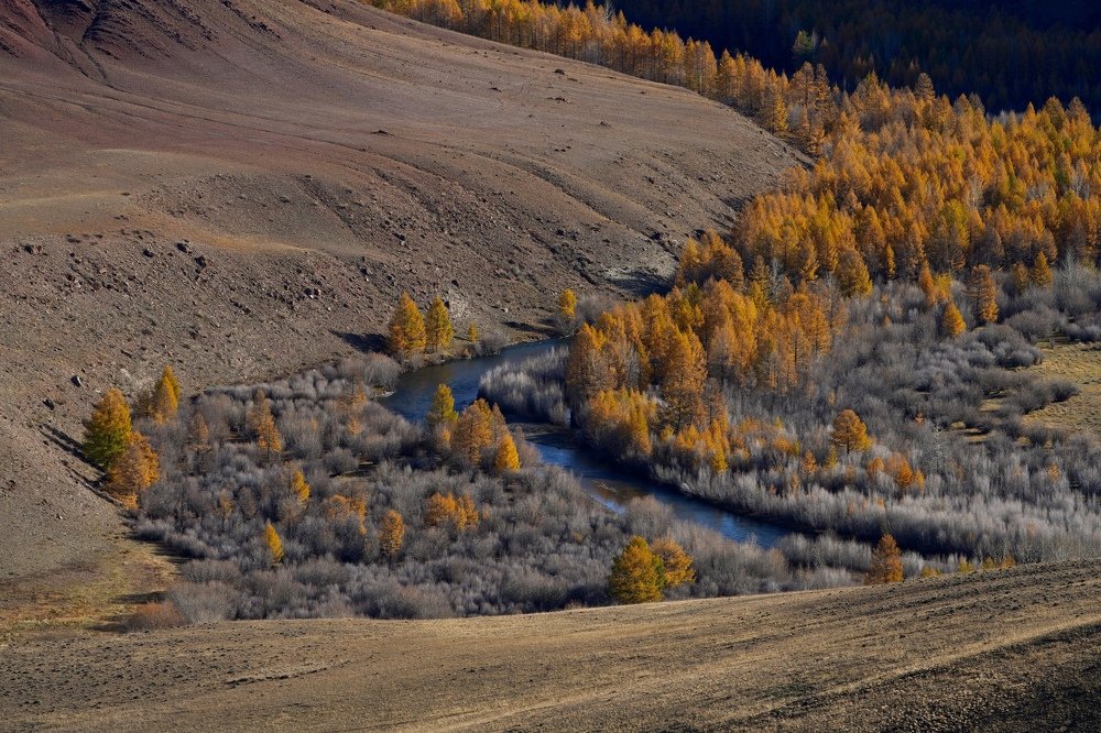 Лиственницы Кызыл-Шина.
