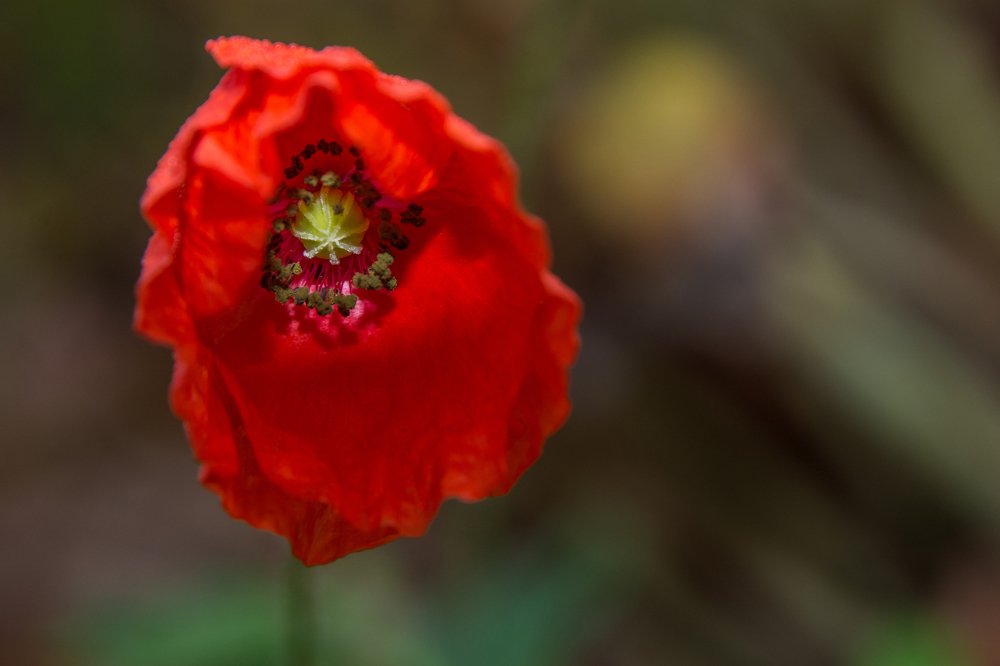 Photograph by Сергей Ослопов