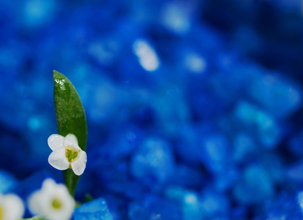 Entre las piedras.....