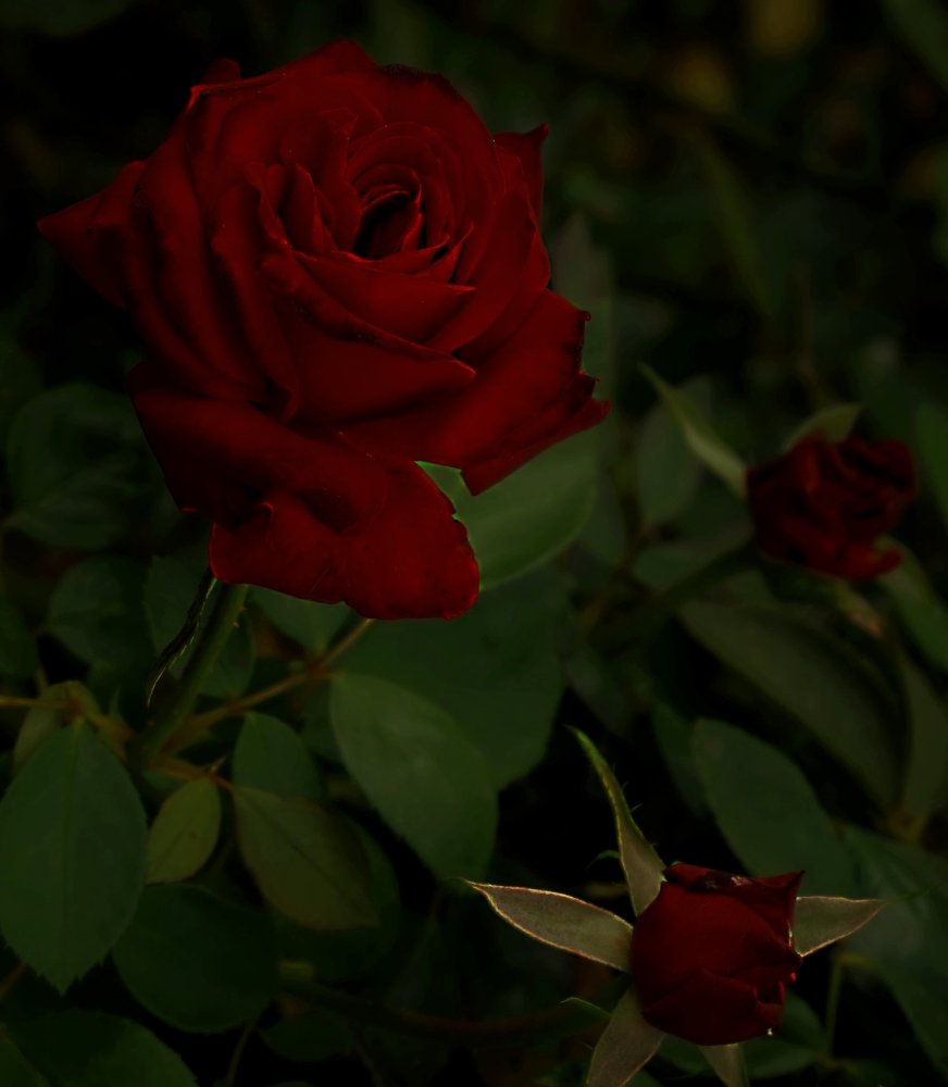 Photograph by Алия Байсыкова