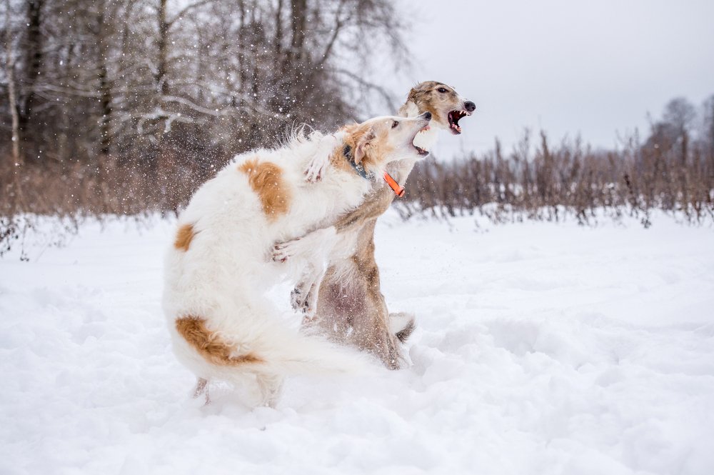 Photograph by Кристина Фарнакеева
