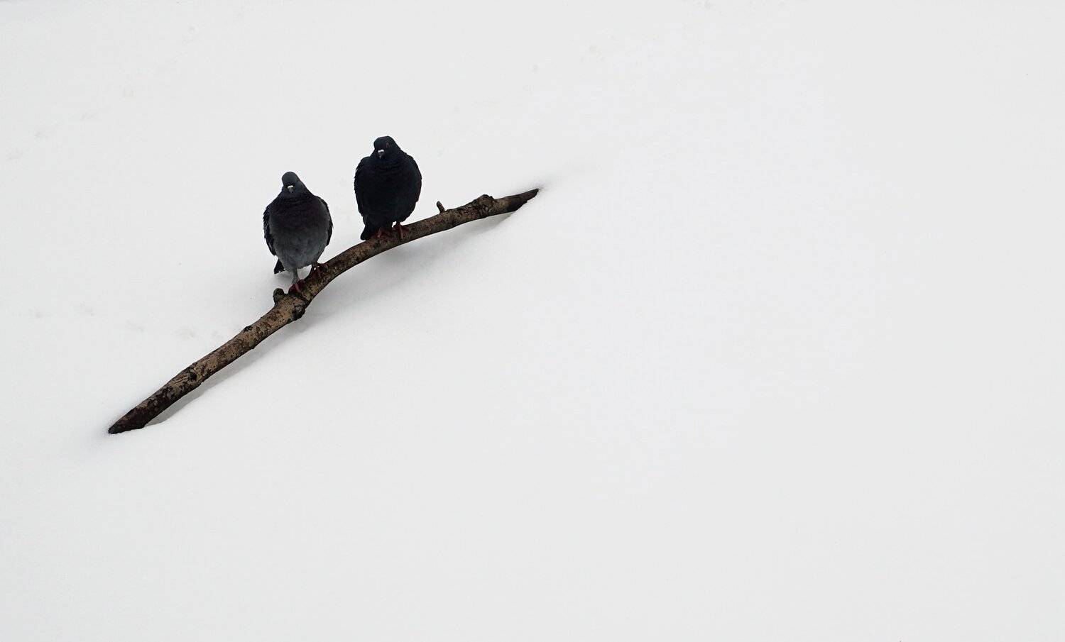 Photo #3675038