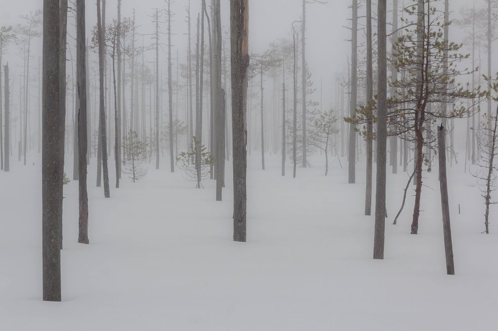 Photograph by Pavel Vaschenkov