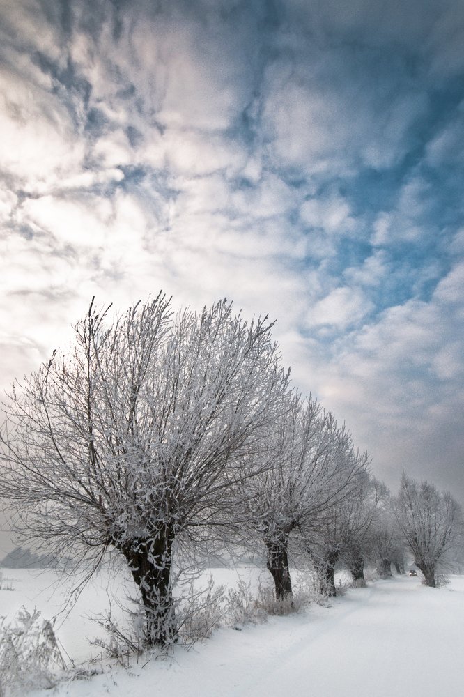 Frozen trees
