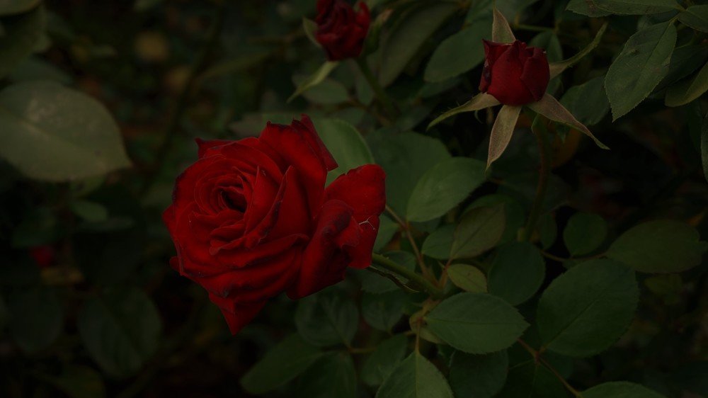 Photograph by Алия Байсыкова