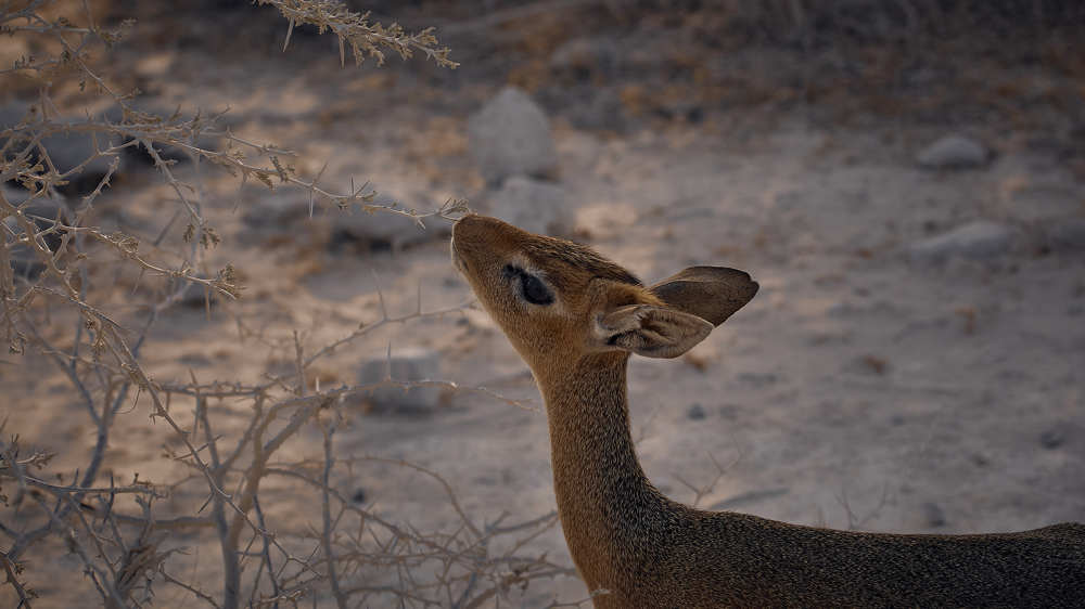 Photograph by ERIKA DE JAGER