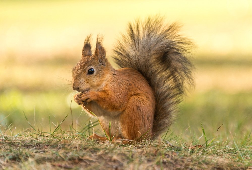Photograph by Владимир Брагилевский