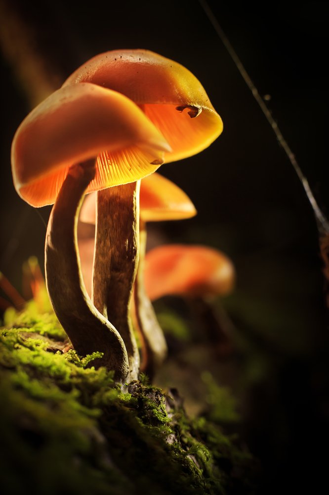 Photograph by Игорь Зайцев