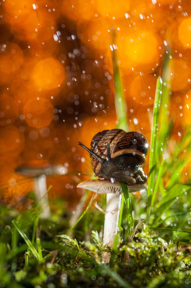 Фотография автора Кирилл Сизов