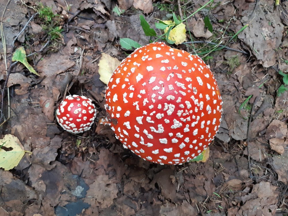 fly agaric