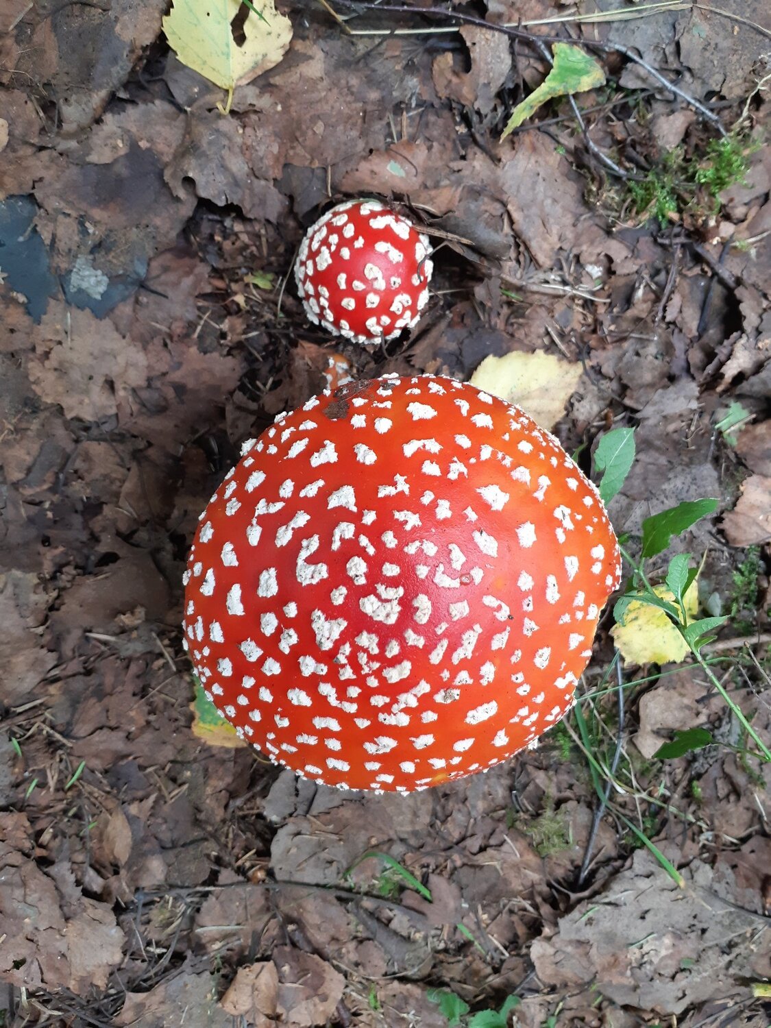fly agaric