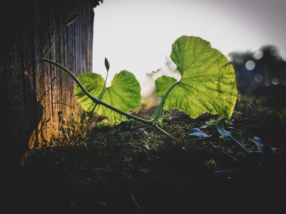 Light locators / Локаторы света