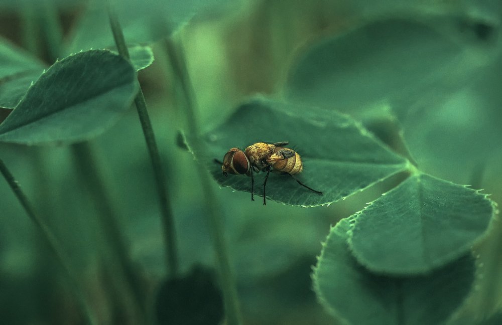 Photograph by Рут Андрей