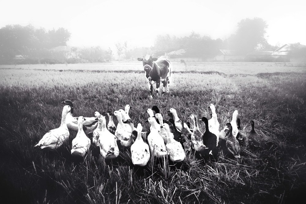 Photograph by Bahram Bayat