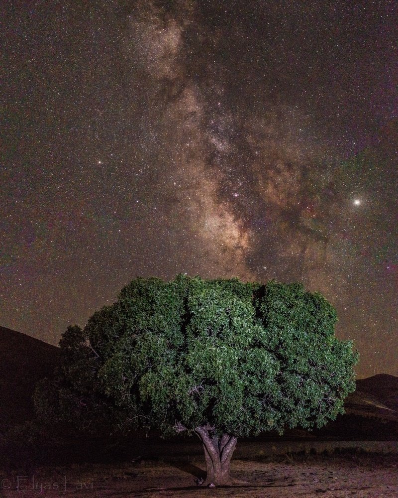 A tree,the galaxy and thousands of memories together.