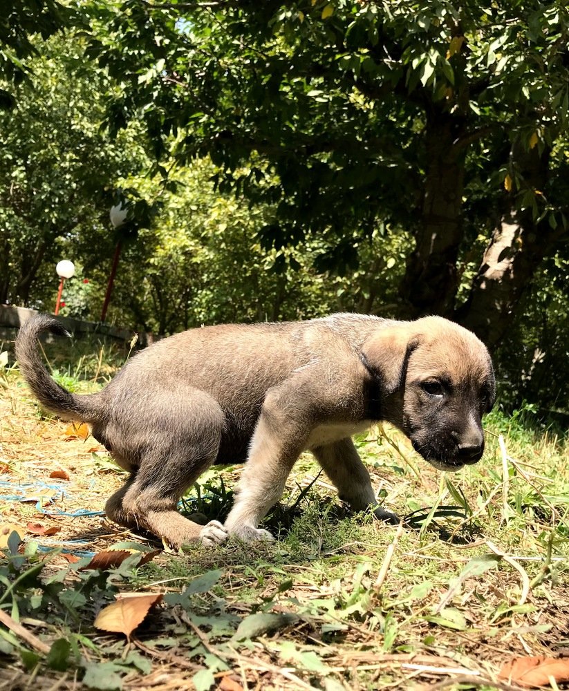 Small puppy with big claims