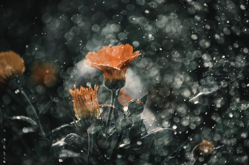 Photograph by Артем Масляев