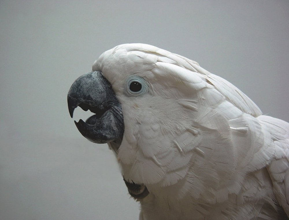 Photograph by Lev Prilutsky