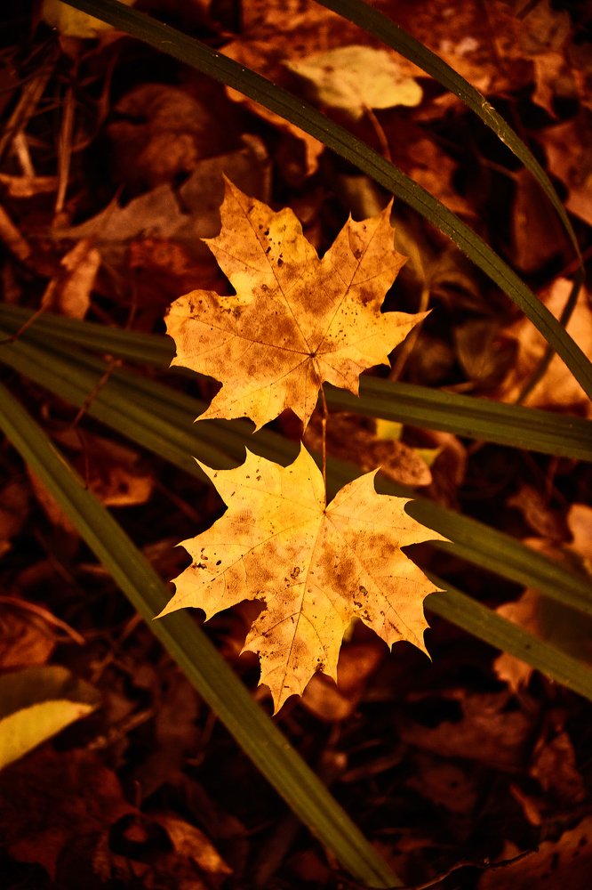 Photograph by Дмитрий Лепаков