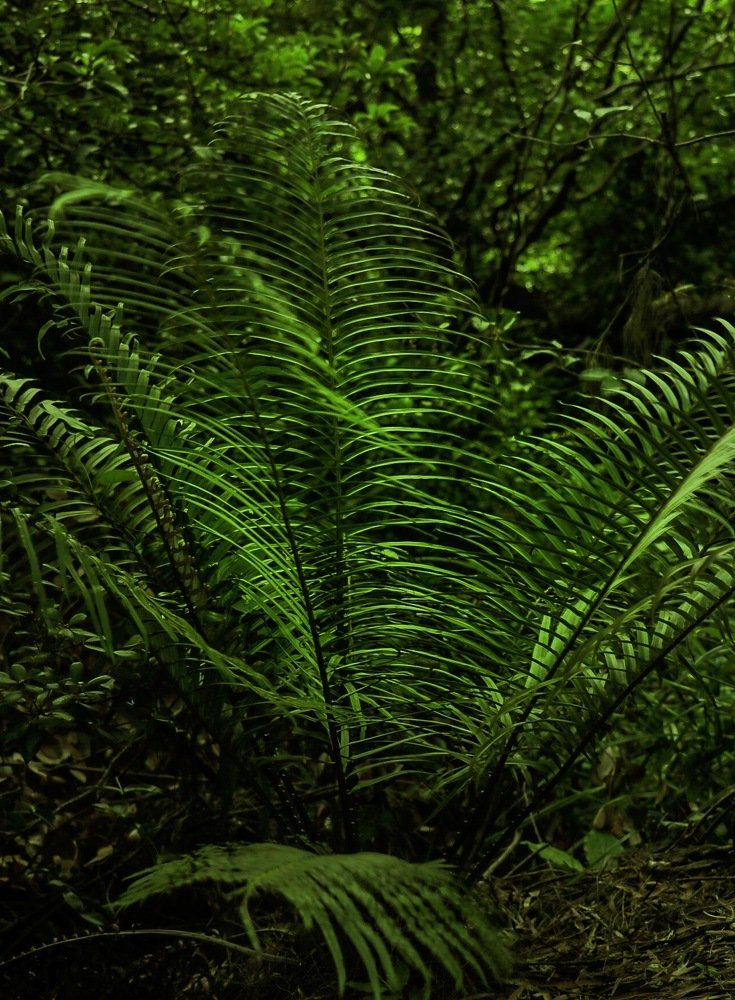 Photograph by Rommel De Castro