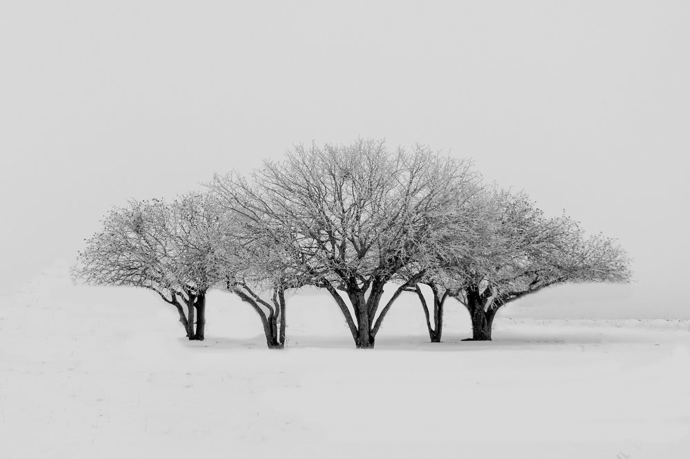 Photograph by Chia Hasankhali