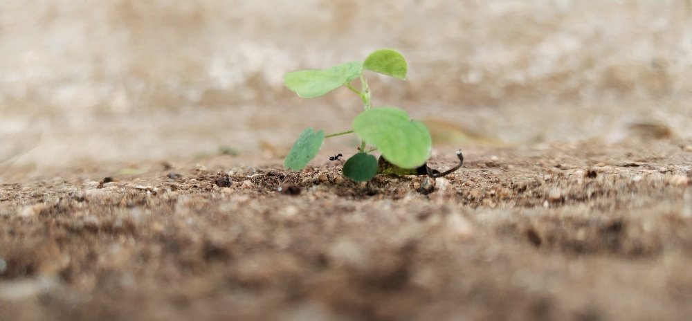 Фотография автора GOPALA KRISHNAN S