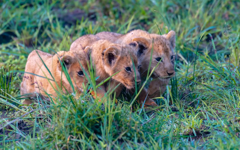Lion Cubs