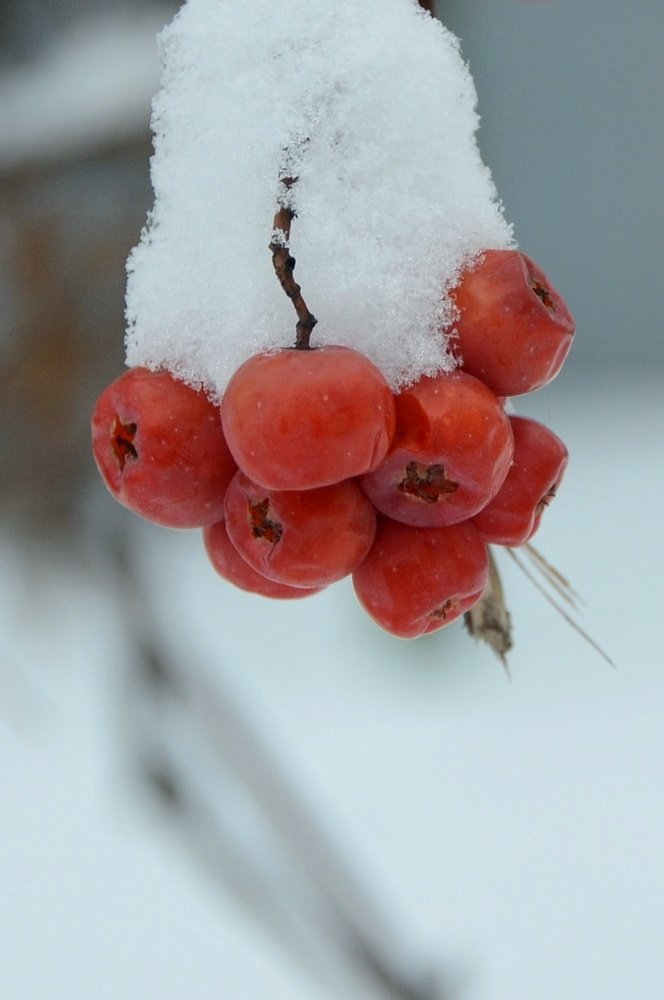 Photograph by Ирина Никитина