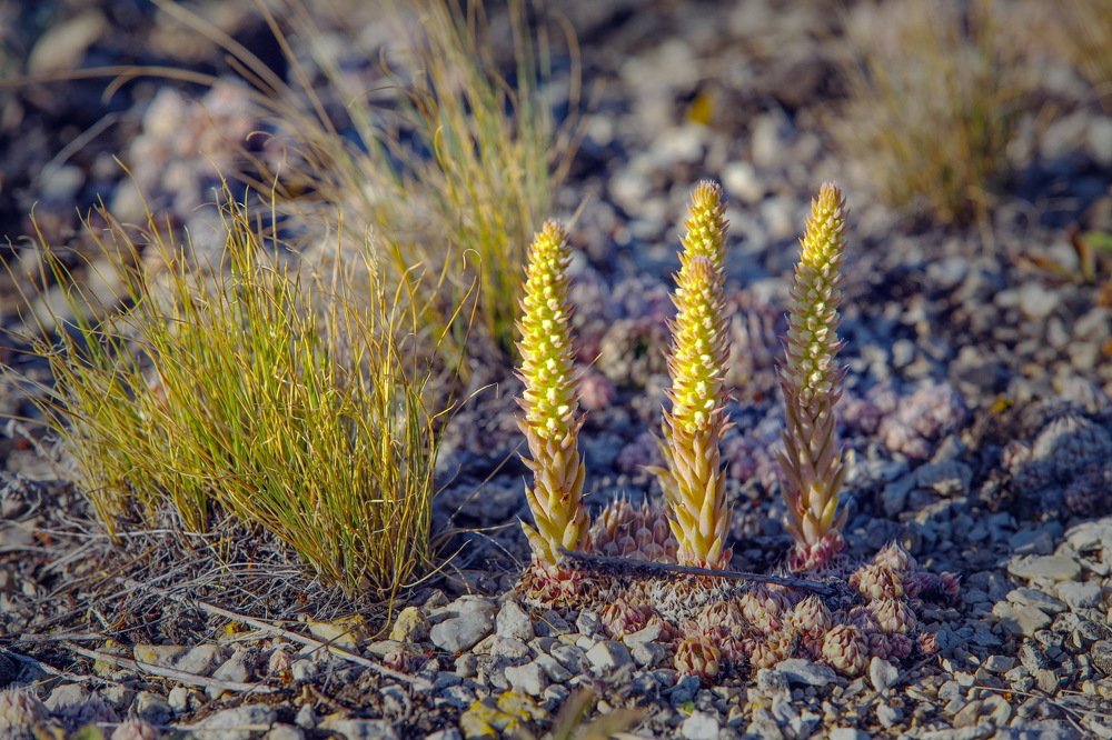 Три тополя на Плющихи.