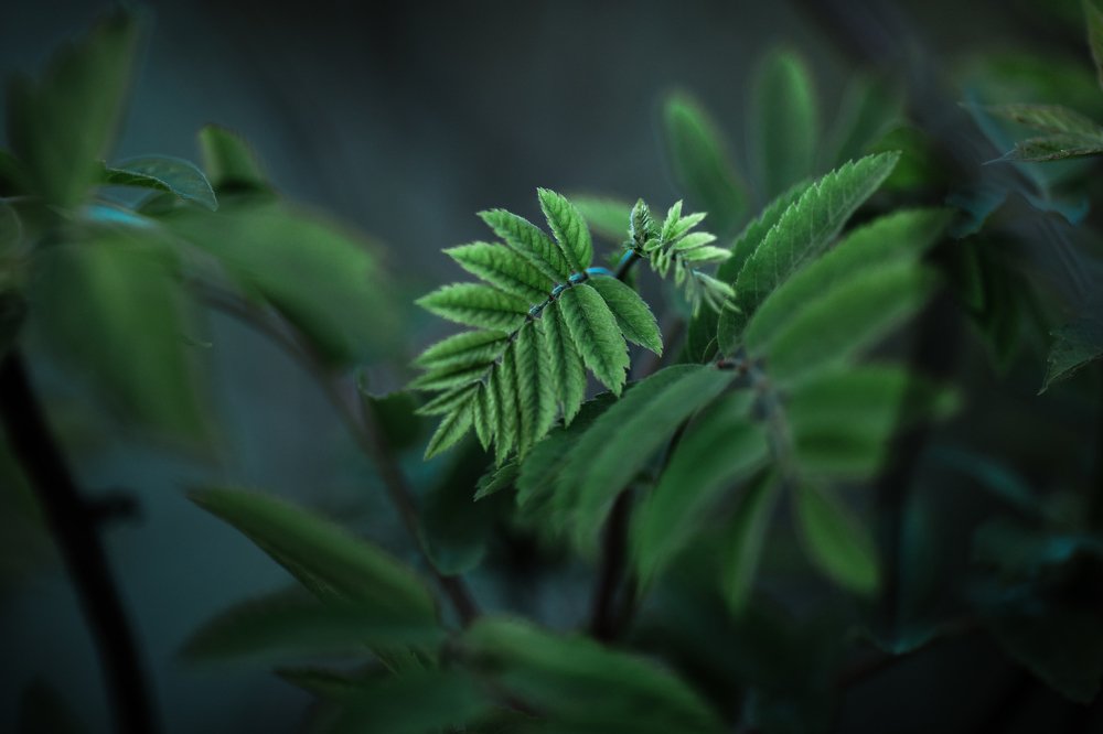 Photograph by Arma Gray