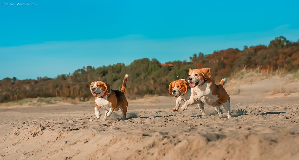 морские волки