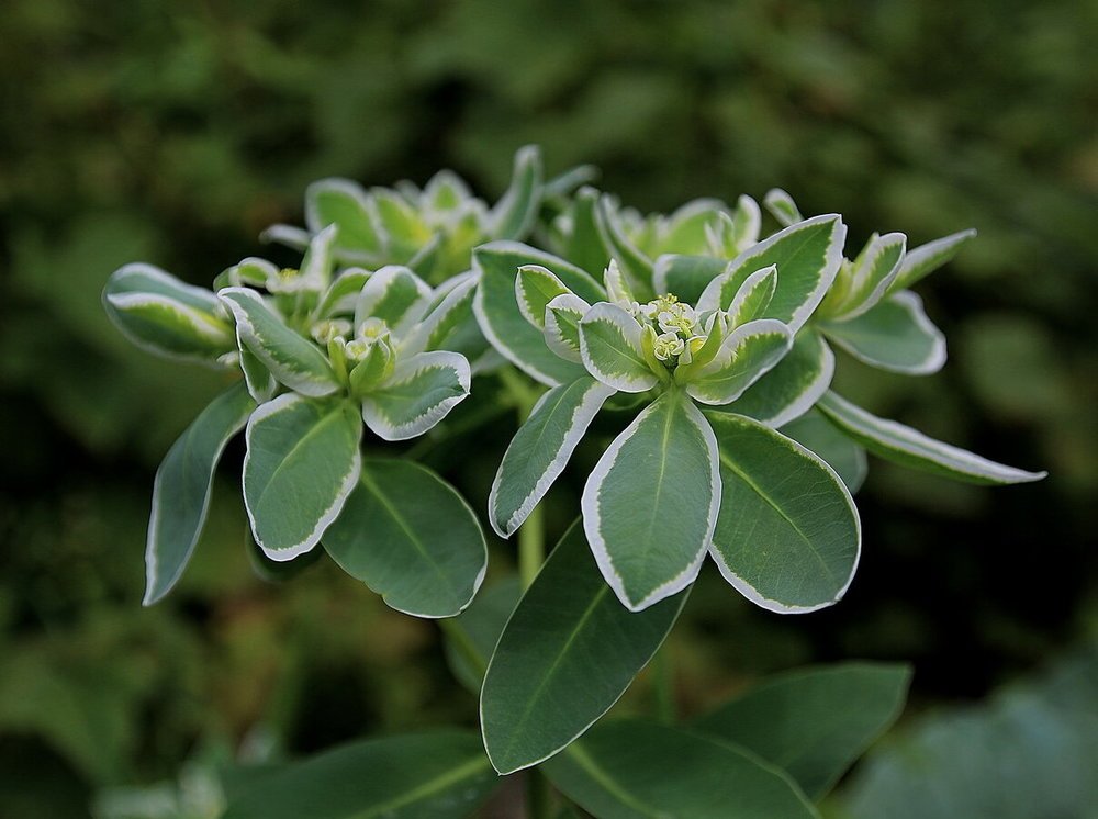 Фотография автора АЛЕКСАНДР ЦЫГЕЛЬНЮК