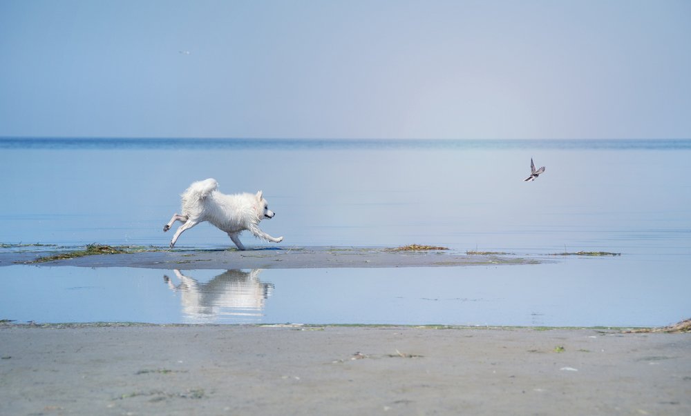 Не улетай!..