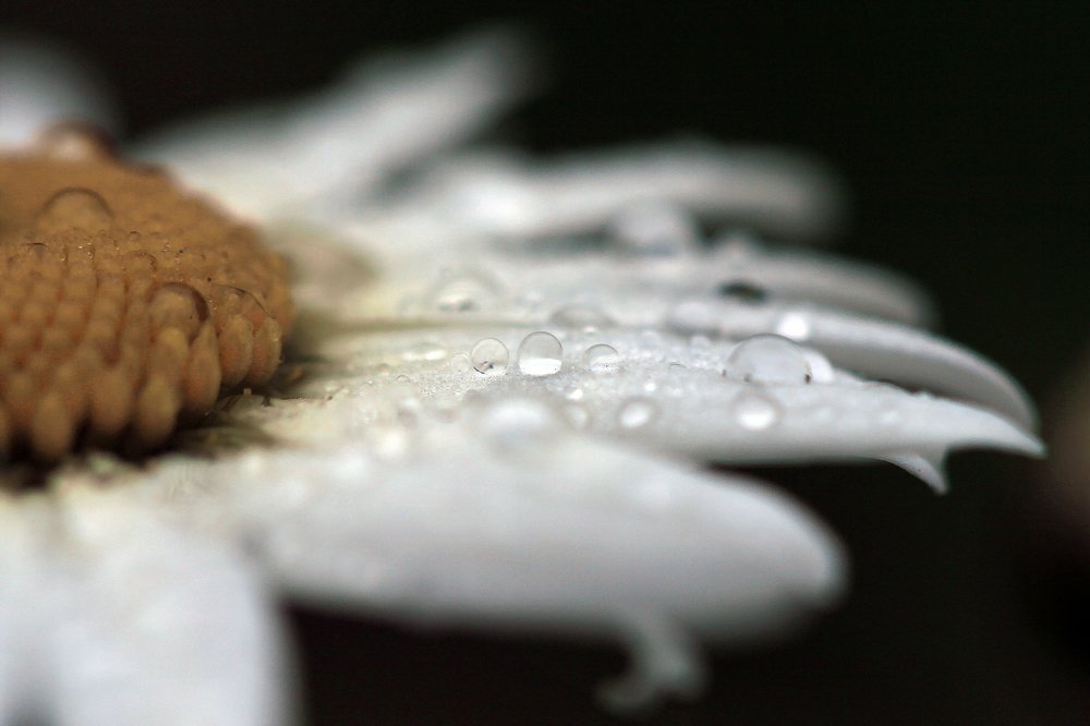 Photograph by Александр Цабель