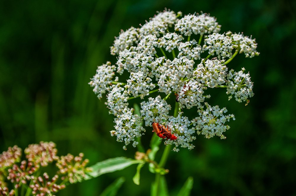 Photograph by Віктар Стрыбук