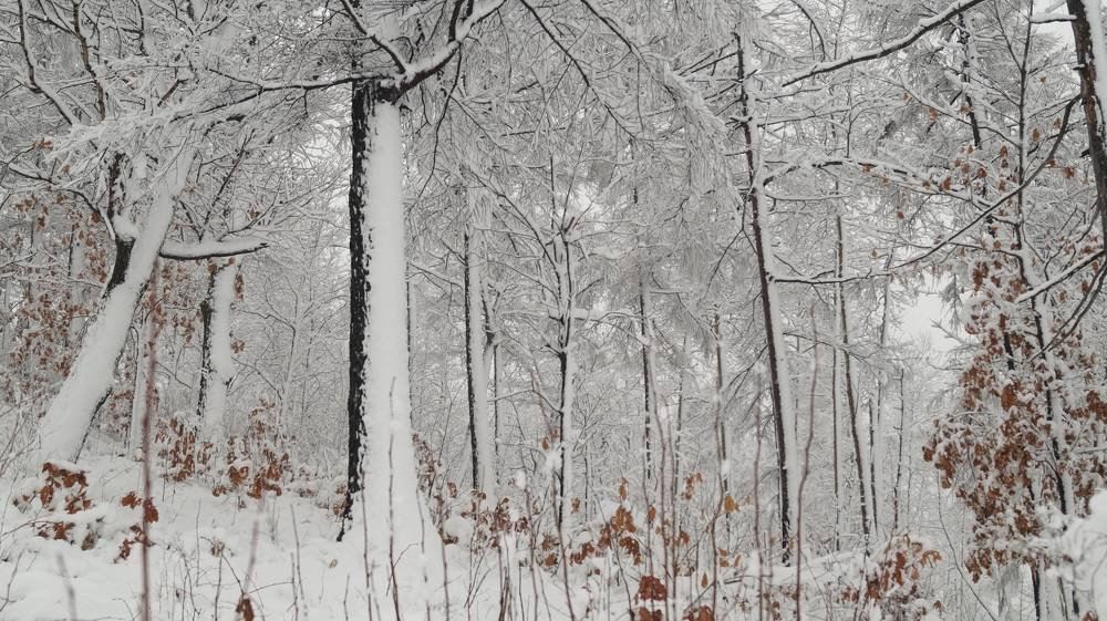 Photograph by Иван Кирилков