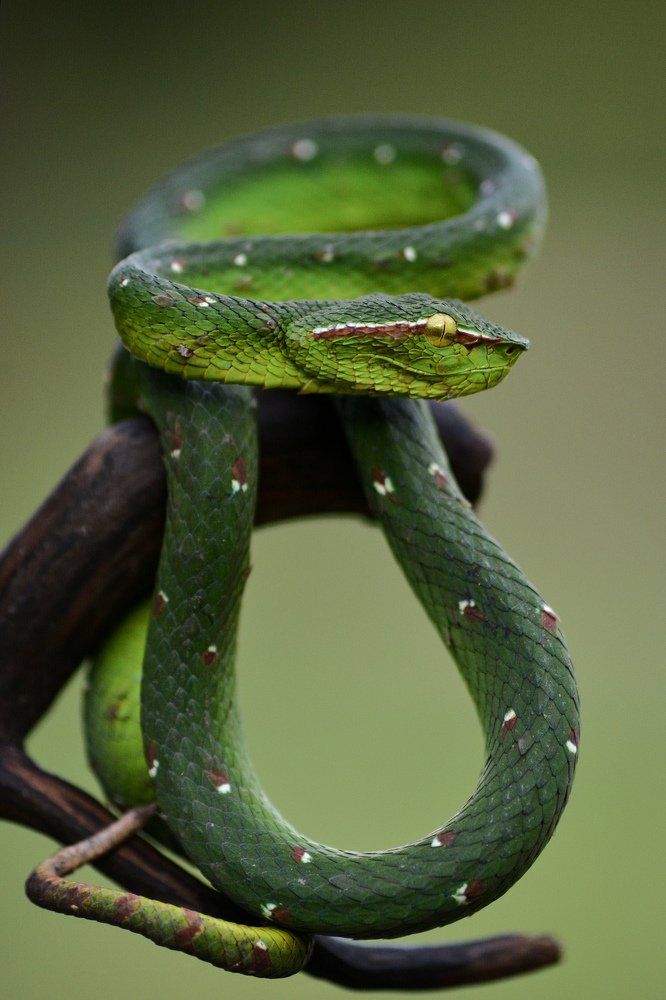 Photograph by Mulyanto Syafridel