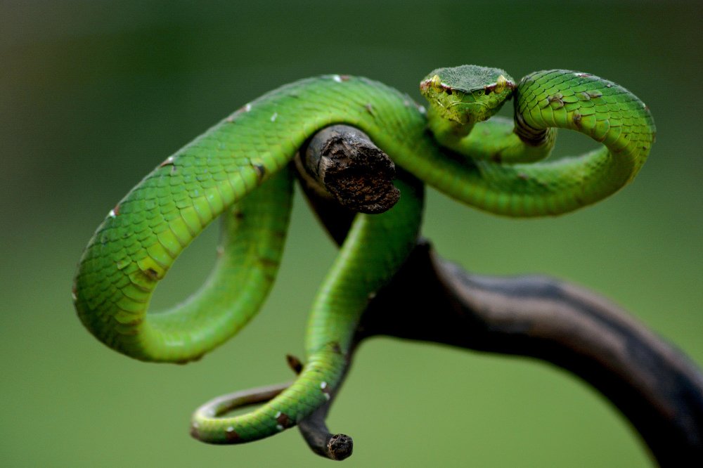 Photograph by Mulyanto Syafridel