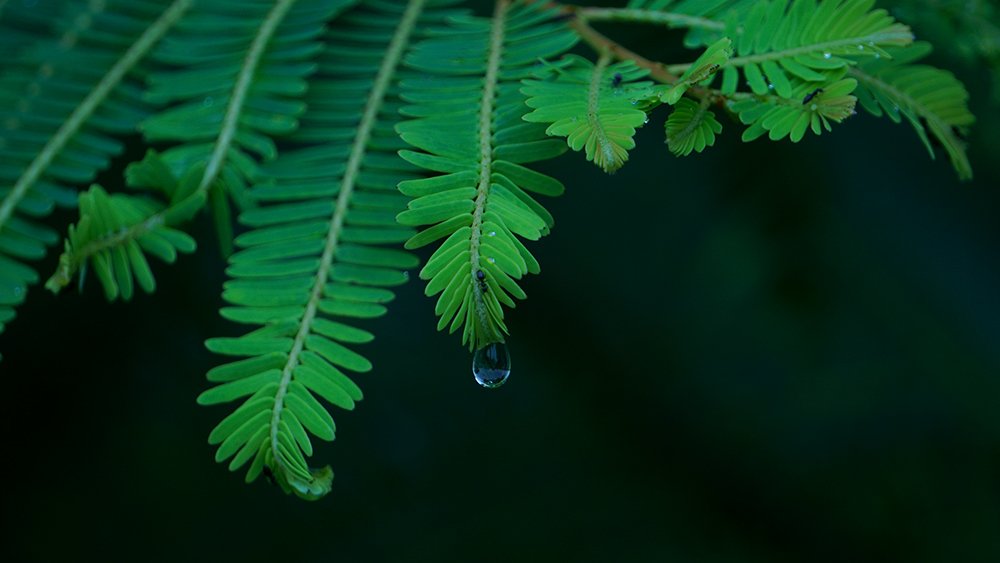 Photograph by wewegama pushpitha