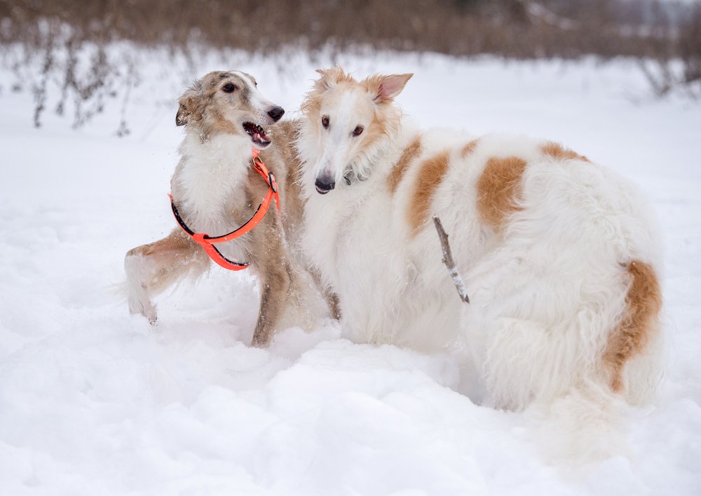 Photograph by Кристина Фарнакеева